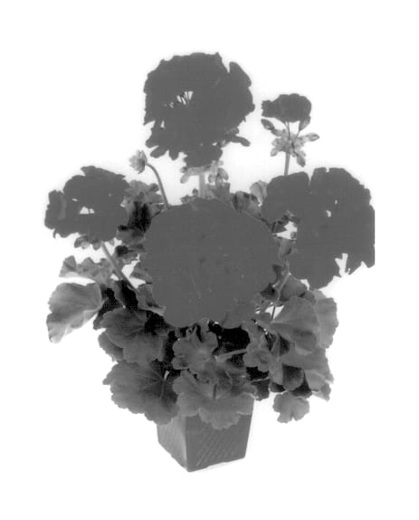 Figure 1 of US plant patent PP13945, the photograph of Baldesreim printed in the patent.