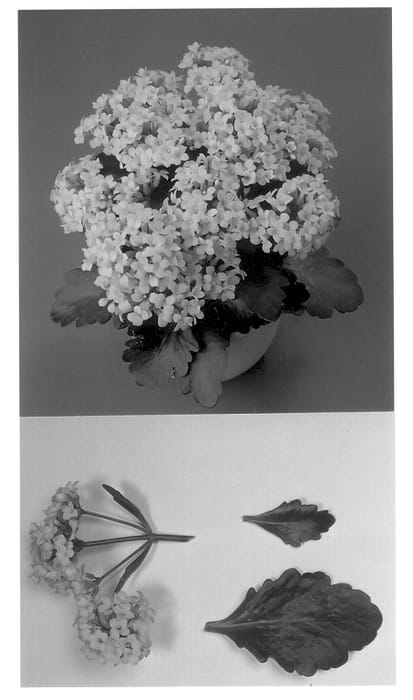 Figure 1 of US plant patent PP13946, the photograph of Yellow Josefine printed in the patent.