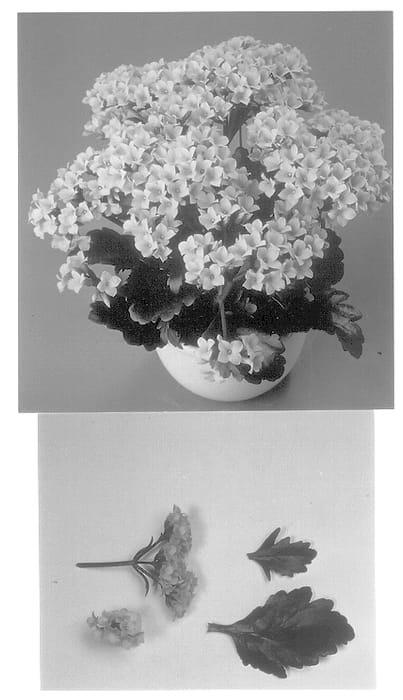Figure 1 of US plant patent PP13947, the photograph of KJ 98-073 printed in the patent.
