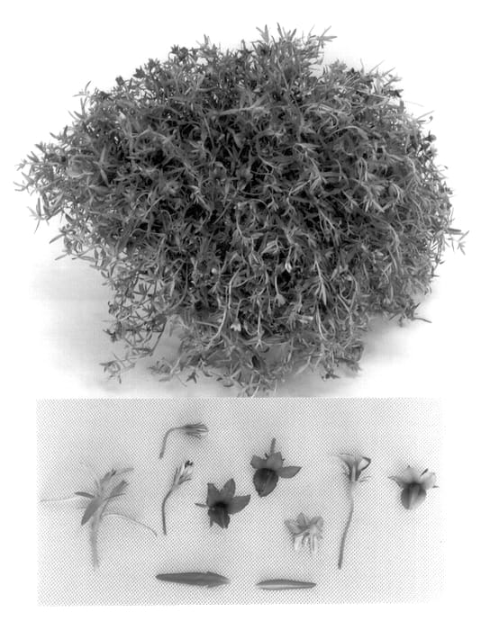 Figure 1 of US plant patent PP13948, the photograph of Royal Flush printed in the patent.