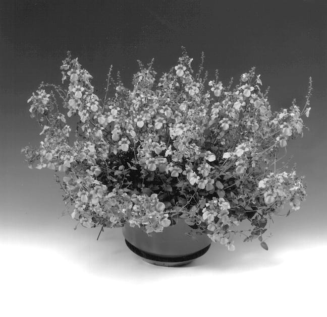 Figure 1 of US plant patent PP13949, the photograph of Diastu printed in the patent.