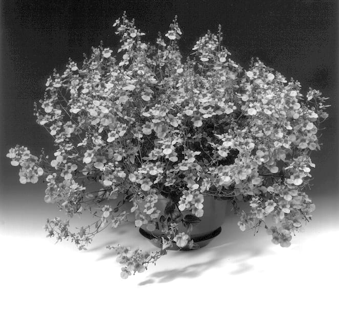 Figure 1 of US plant patent PP13950, the photograph of Diastis printed in the patent.