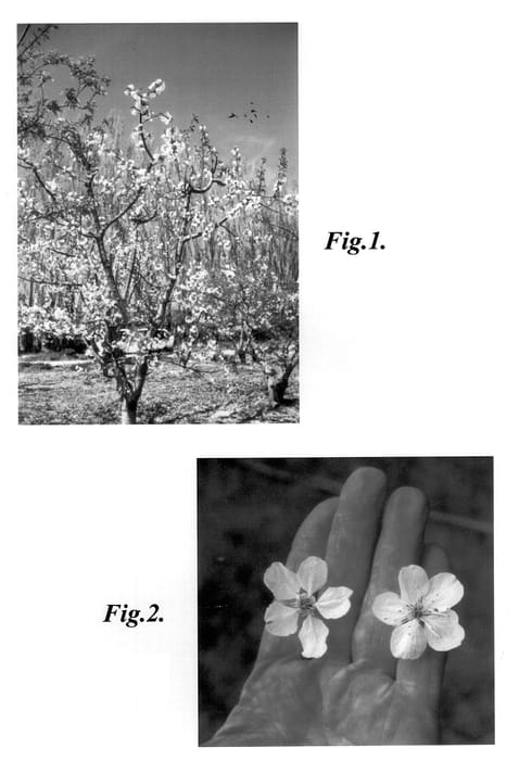 Figure 1 of US plant patent PP13951, the photograph of Doty printed in the patent.