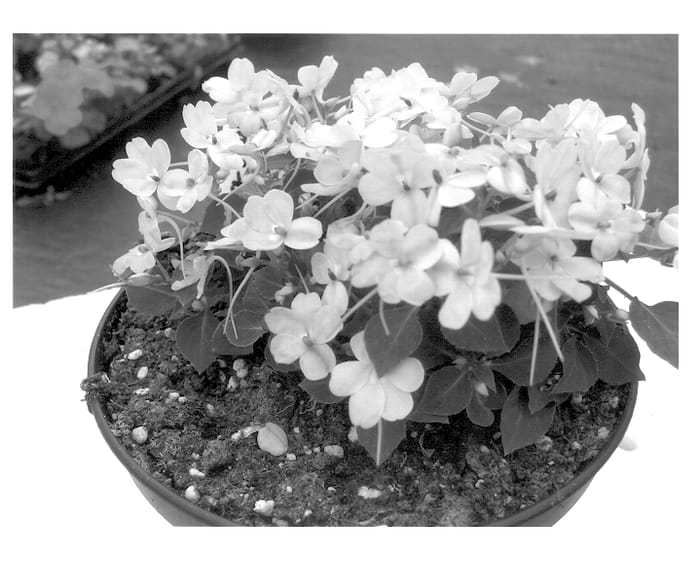 Figure 1 of US plant patent PP13952, the photograph of HGI-1033-3 printed in the patent.