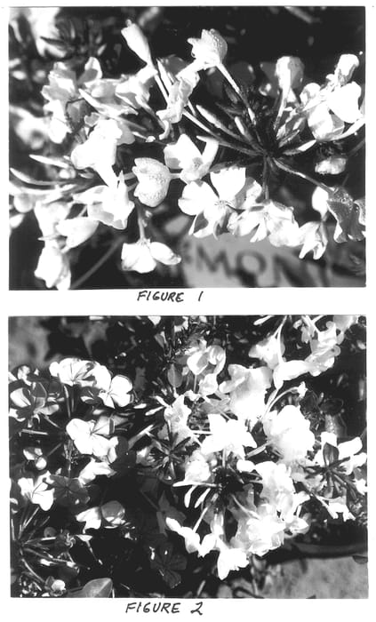 Figure 1 of US plant patent PP13953, the photograph of Monite printed in the patent.
