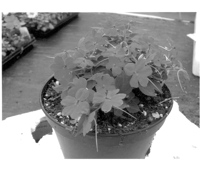 Figure 1 of US plant patent PP13954, the photograph of HGI-1065-5 printed in the patent.