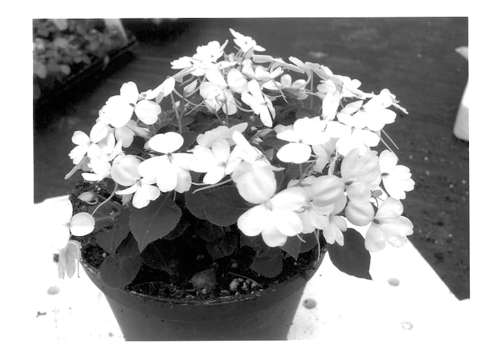 Figure 1 of US plant patent PP13955, the photograph of HGI-1036-1 printed in the patent.