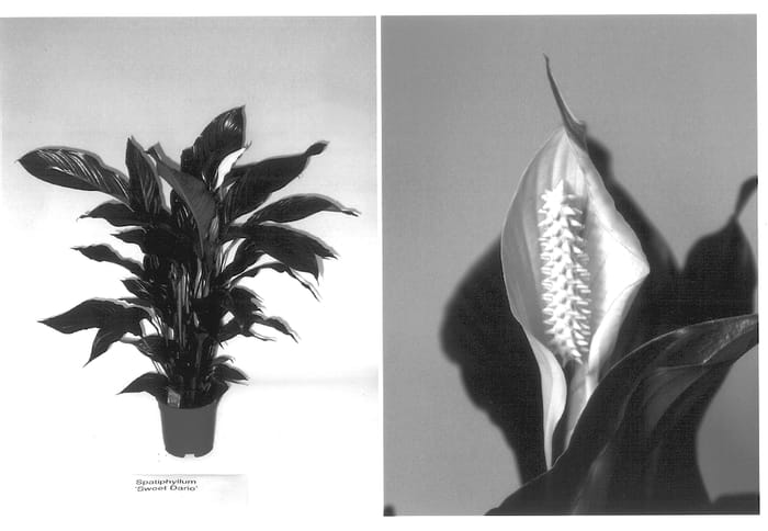 Figure 1 of US plant patent PP13956, the photograph of Sweet Dario printed in the patent.