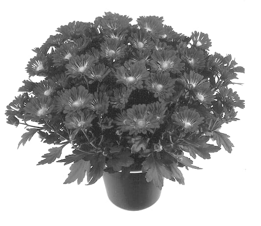 Figure 1 of US plant patent PP13957, the photograph of Energy time printed in the patent.