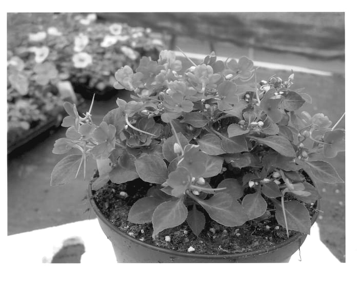 Figure 1 of US plant patent PP13958, the photograph of HGI-1049-2 printed in the patent.