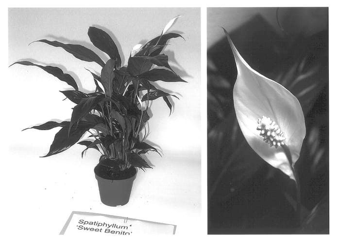 Figure 1 of US plant patent PP13960, the photograph of Sweet Benito printed in the patent.