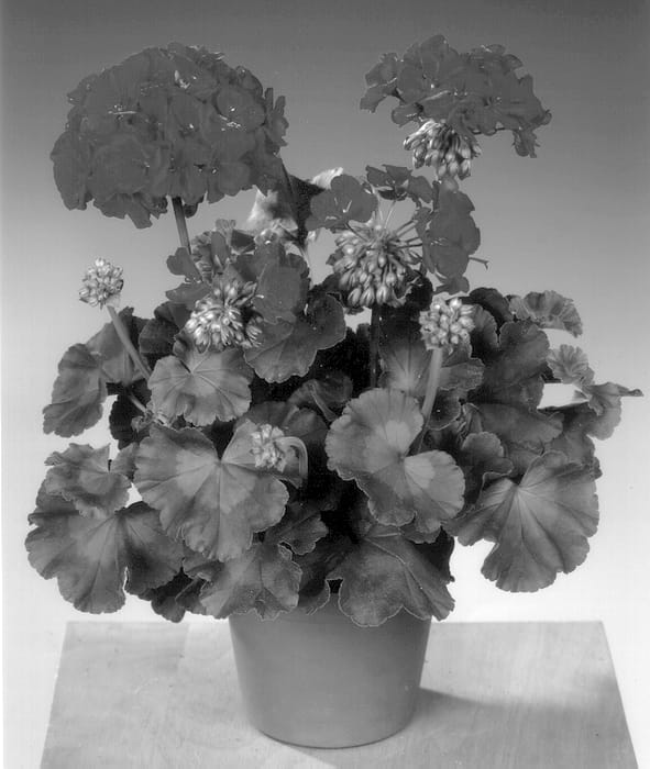 Figure 1 of US plant patent PP13961, the photograph of FIP 553 printed in the patent.