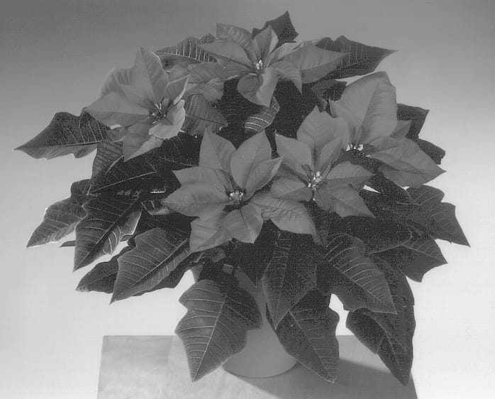 Figure 1 of US plant patent PP13962, the photograph of Kamp Burgundy printed in the patent.