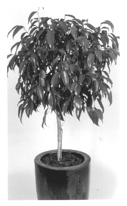 Figure 1 of US plant patent PP13963, the photograph of Mini Amstel printed in the patent.