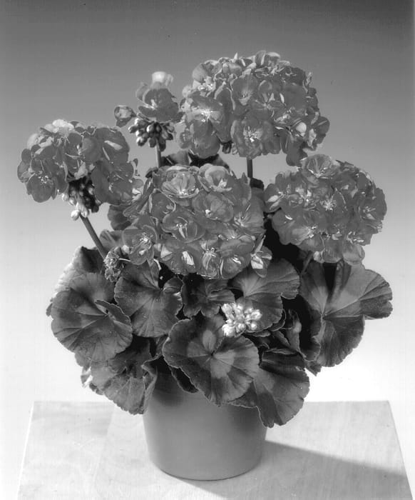 Figure 1 of US plant patent PP13964, the photograph of Fip 440 printed in the patent.