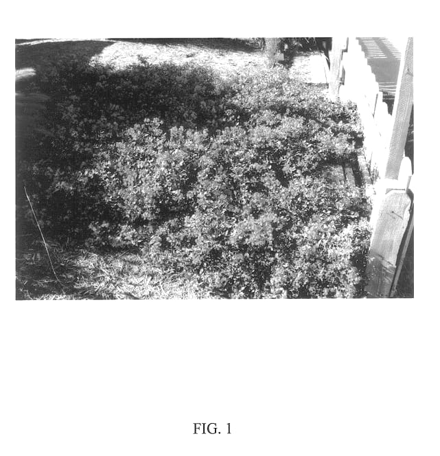 Figure 1 of US plant patent PP13965, the photograph of Rosey Carpet printed in the patent.