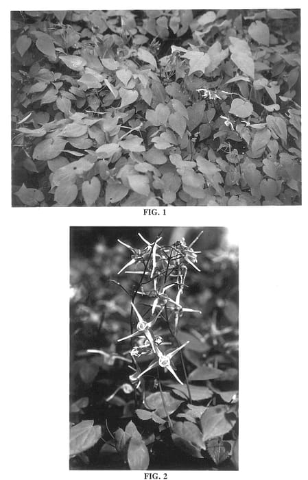 Figure 1 of US plant patent PP13966, the photograph of Purple Pixie printed in the patent.