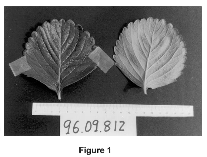 Figure 1 of US plant patent PP13967, the photograph of PLARIONFRE printed in the patent.