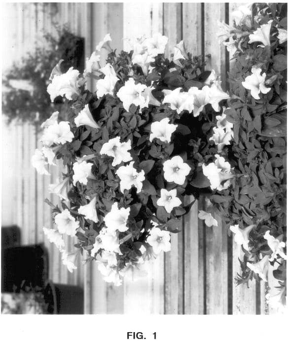 Figure 1 of US plant patent PP13968, the photograph of KEIyeul printed in the patent.