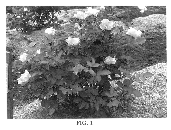 Figure 1 of US plant patent PP13969, the photograph of Morden Sunrise printed in the patent.