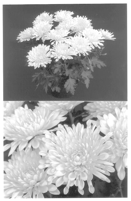 Figure 1 of US plant patent PP13970, the photograph of Yoamarillo printed in the patent.