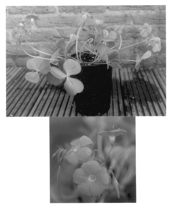 Figure 1 of US plant patent PP13971, the photograph of Amarantha printed in the patent.