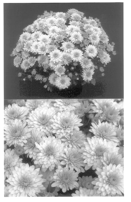 Figure 1 of US plant patent PP13972, the photograph of Home Yoemily printed in the patent.