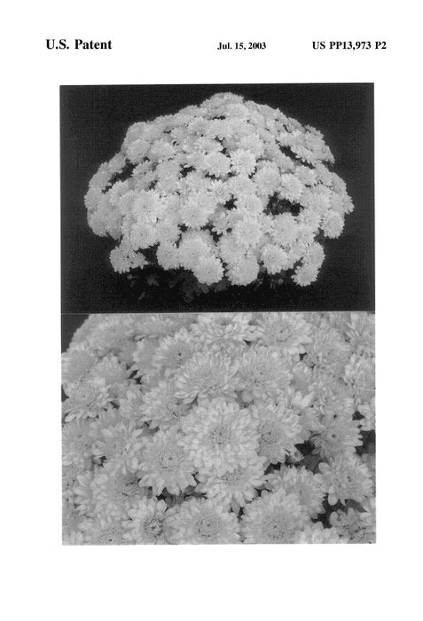 Figure 3 of US plant patent PP13973, the photograph of Sunny Yobrigitte printed in the patent.