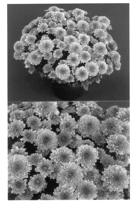 Figure 1 of US plant patent PP13974, the photograph of Regal Yocheryl printed in the patent.