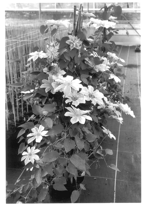 Figure 1 of US plant patent PP13975, the photograph of Prinsesse Alexandra printed in the patent.