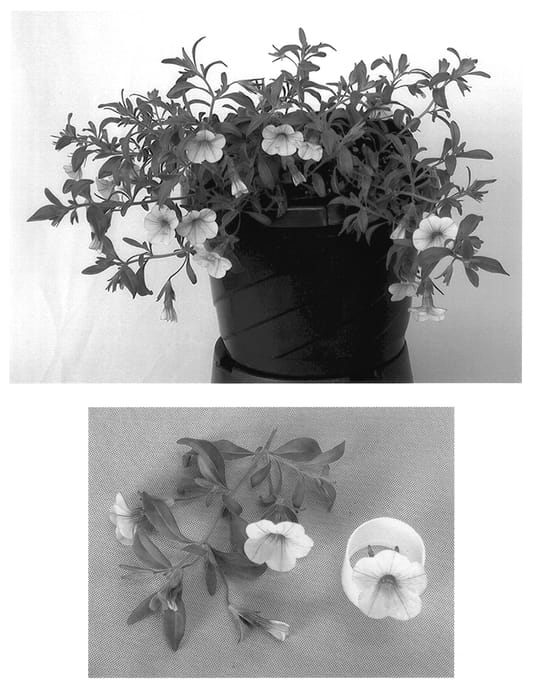 Figure 1 of US plant patent PP13976, the photograph of Kiecayel printed in the patent.