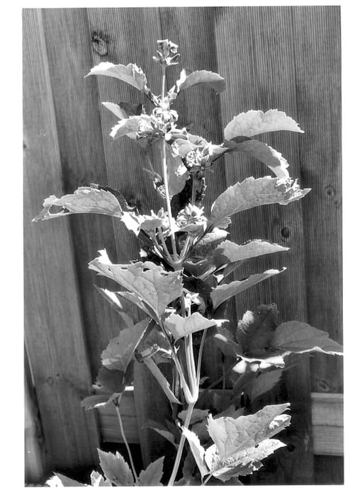 Figure 1 of US plant patent PP13977, the photograph of New Love printed in the patent.