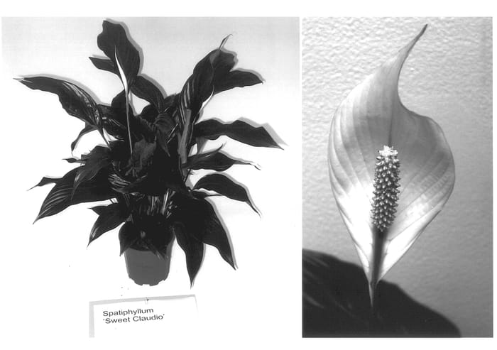 Figure 1 of US plant patent PP13978, the photograph of Sweet Claudio printed in the patent.