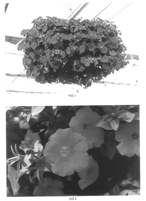 Figure 1 of US plant patent PP13979, the photograph of Kakegawa S59 printed in the patent.