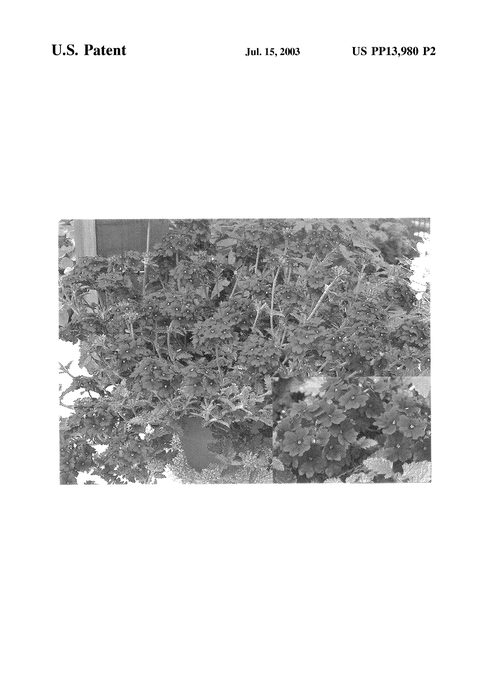 Figure 3 of US plant patent PP13980, the photograph of Lan Roy Pur printed in the patent.