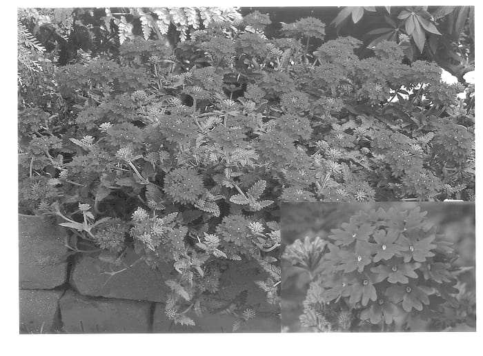 Figure 1 of US plant patent PP13981, the photograph of Lan Scarl printed in the patent.