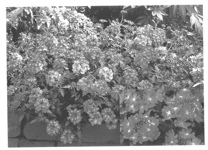 Figure 1 of US plant patent PP13982, the photograph of Lan Bright Pink printed in the patent.