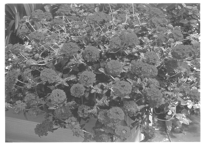 Figure 1 of US plant patent PP13983, the photograph of Esca Red printed in the patent.