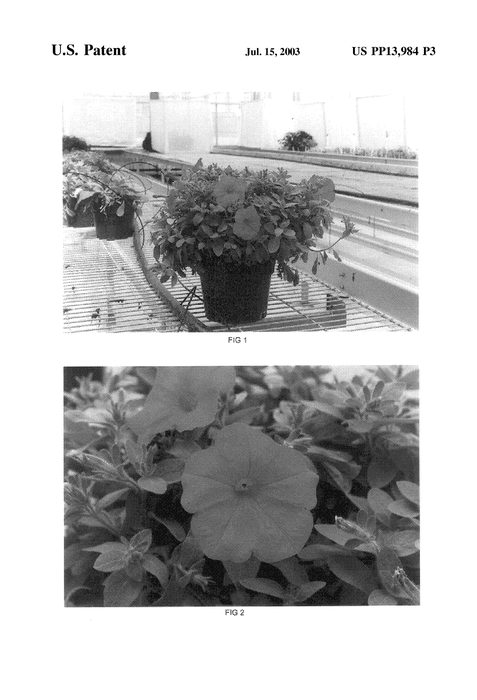 Figure 3 of US plant patent PP13984, the photograph of Kakegawa S37 printed in the patent.