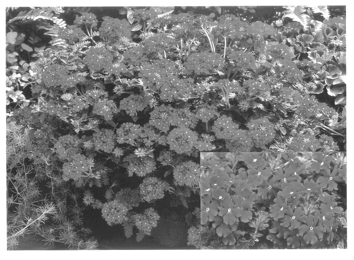 Figure 1 of US plant patent PP13985, the photograph of Lan Rose printed in the patent.