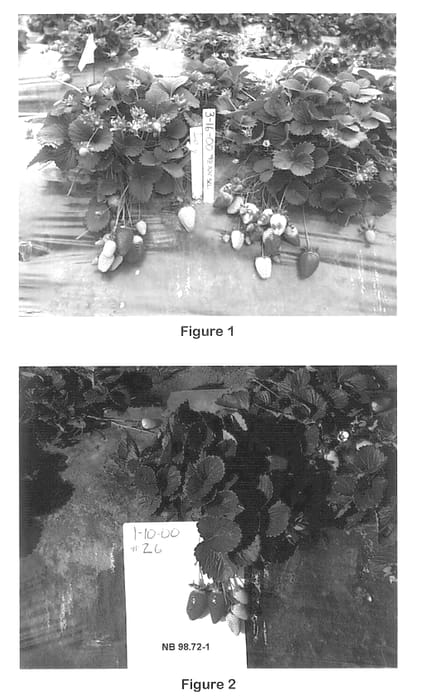 Figure 1 of US plant patent PP13986, the photograph of NB-1 printed in the patent.