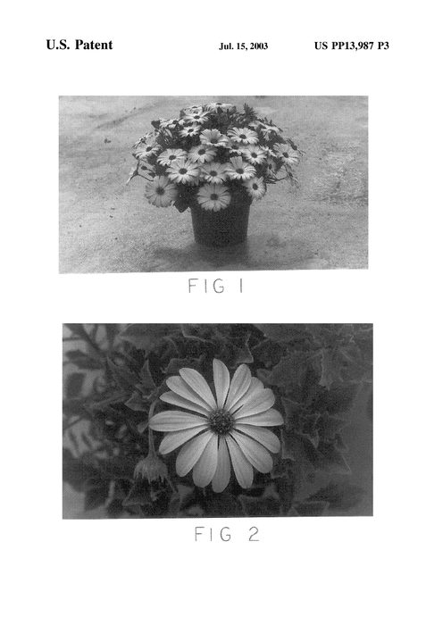 Figure 3 of US plant patent PP13987, the photograph of Kakegawa AU8 printed in the patent.