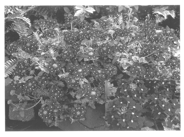Figure 1 of US plant patent PP13988, the photograph of Esca Burg Two printed in the patent.