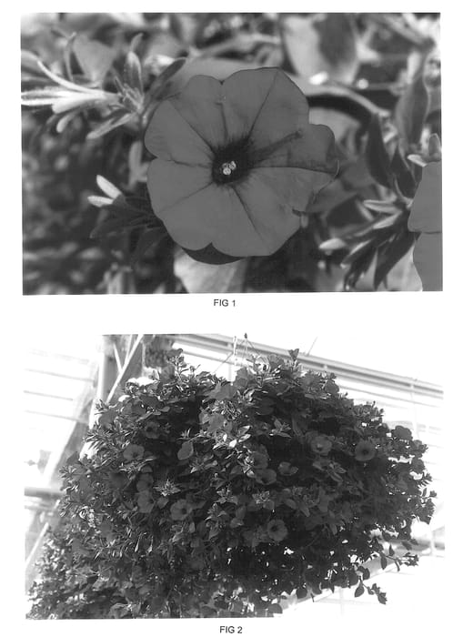 Figure 1 of US plant patent PP13989, the photograph of Kakegawa S58 printed in the patent.