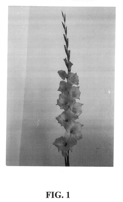 Figure 1 of US plant patent PP13990, the photograph of Georgia Peach printed in the patent.