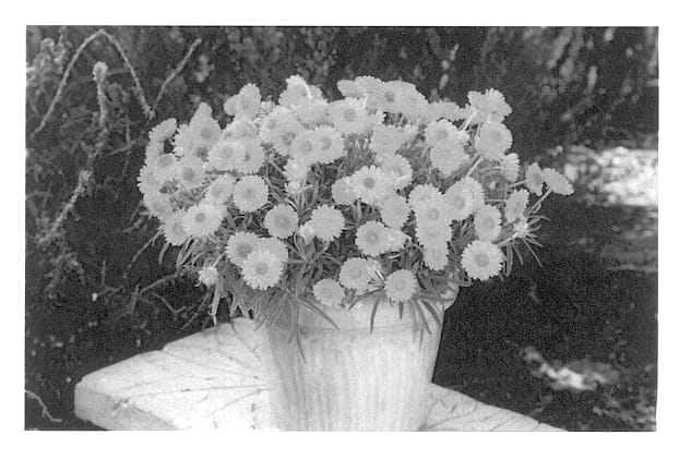 Figure 1 of US plant patent PP13991, the photograph of Yellow printed in the patent.