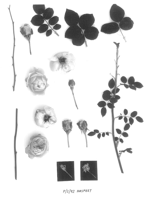Figure 1 of US plant patent PP13992, the photograph of AUSpeet printed in the patent.