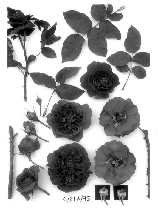 Figure 1 of US plant patent PP13993, the photograph of Ausromeo printed in the patent.