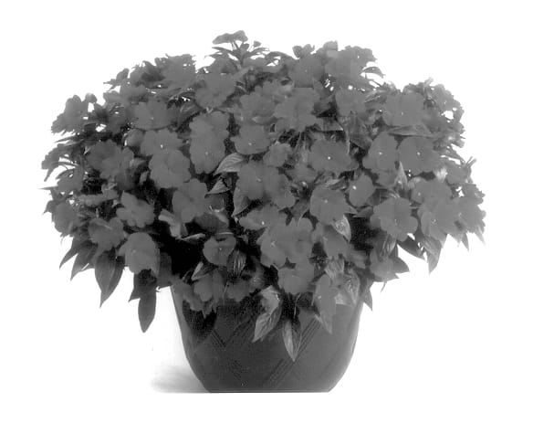 Figure 1 of US plant patent PP13994, the photograph of Balcebred printed in the patent.