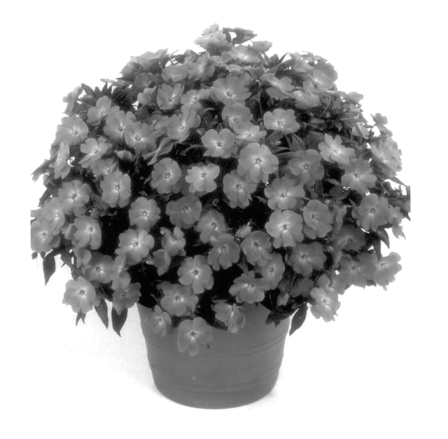 Figure 1 of US plant patent PP13995, the photograph of Balcelneon printed in the patent.